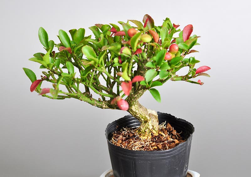 ミニ盆栽・コマユミ-O2（こまゆみ・小真弓）実もの盆栽を裏側から見た景色・Euonymus alatus bonsai photo