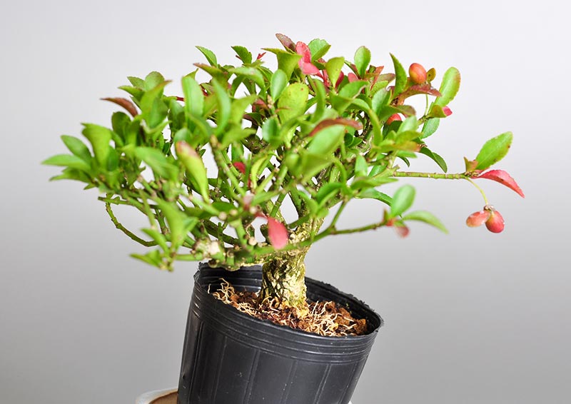 ミニ盆栽・コマユミ-O2（こまゆみ・小真弓）実もの盆栽を右側から見た景色・Euonymus alatus bonsai photo