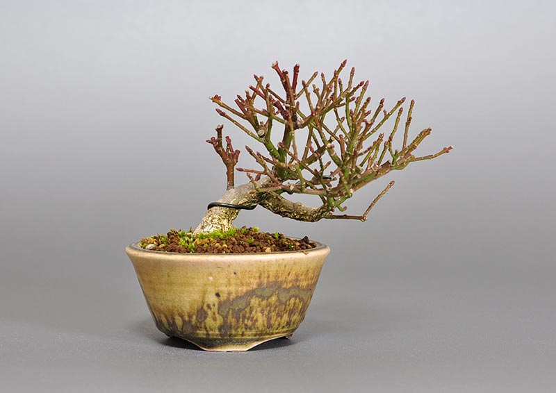 コマユミ-O3（こまゆみ・小真弓）実もの盆栽の販売と育て方・作り方・Euonymus alatus bonsai