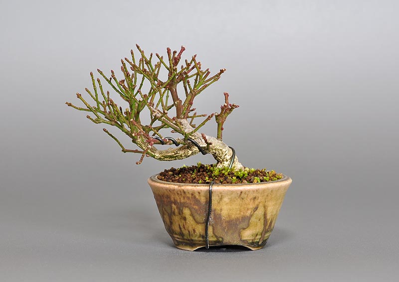 ミニ盆栽・コマユミ-O3（こまゆみ・小真弓）実もの盆栽を裏側から見た景色・Euonymus alatus bonsai
