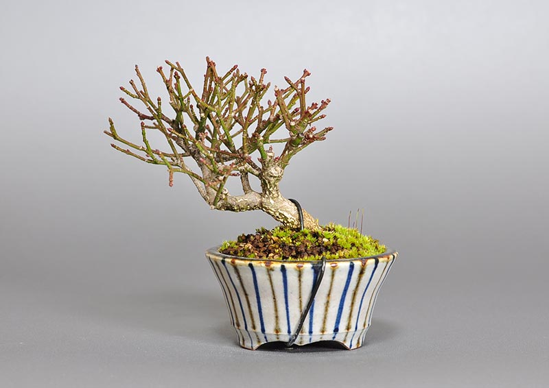 コマユミ-P3（こまゆみ・小真弓）実もの盆栽を裏側から見た景色・Euonymus alatus bonsai