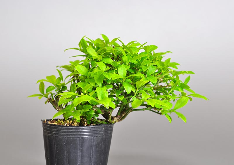 コマユミ-Q3（こまゆみ・小真弓）実もの盆栽の販売と育て方・作り方・Euonymus alatus bonsai