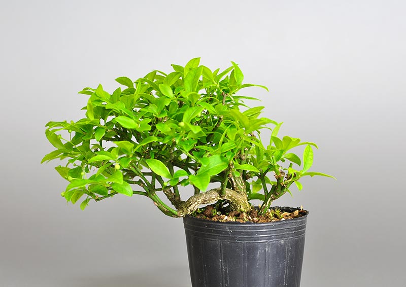 ミニ盆栽・コマユミ-Q3（こまゆみ・小真弓）実もの盆栽を裏側から見た景色・Euonymus alatus bonsai