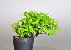 コマユミ-Q3（小真弓盆栽）Euonymus alatus bonsaiの販売・通販店｜Bonsai trees Shop