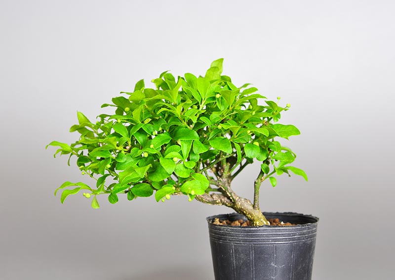 コマユミ-R3（こまゆみ・小真弓）実もの盆栽の販売と育て方・作り方・Euonymus alatus bonsai