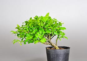 コマユミ-R3（小真弓盆栽）Euonymus alatus bonsaiの販売・通販店｜Bonsai trees Shop