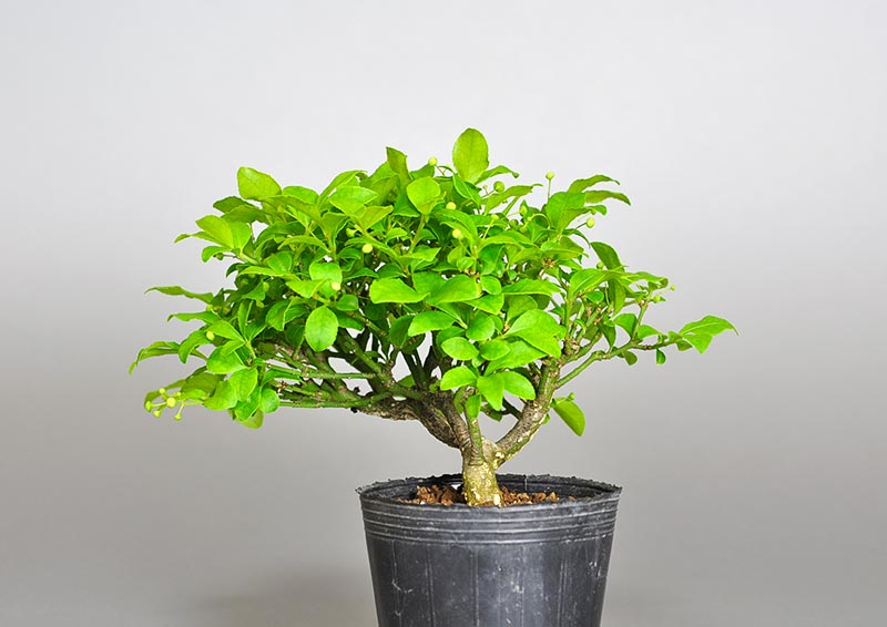 ミニ盆栽・コマユミ-R3（こまゆみ・小真弓）実もの盆栽を右側から見た景色・Euonymus alatus bonsai