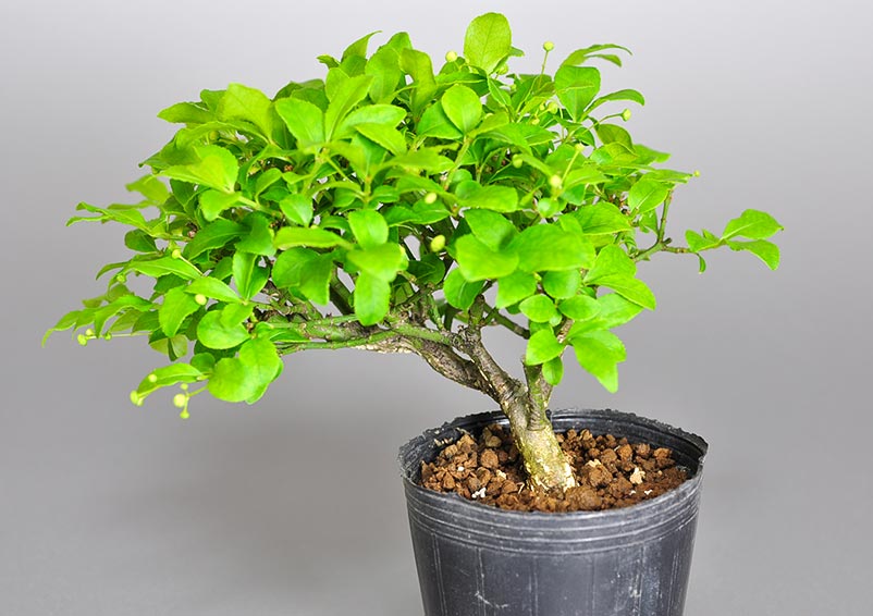 ミニ盆栽・コマユミ-R3（こまゆみ・小真弓）実もの盆栽を別側から見た景色・Euonymus alatus bonsai