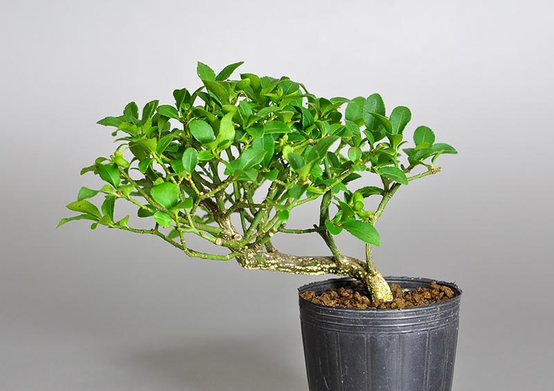 コマユミ-S3（こまゆみ・小真弓）実もの盆栽の販売と育て方・作り方・Euonymus alatus bonsai