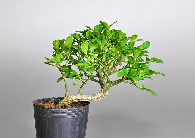 ミニ盆栽・コマユミ-S3（こまゆみ・小真弓）実もの盆栽を裏側から見た景色・Euonymus alatus bonsai