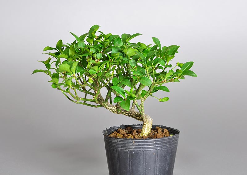 ミニ盆栽・コマユミ-S3（こまゆみ・小真弓）実もの盆栽を右側から見た景色・Euonymus alatus bonsai