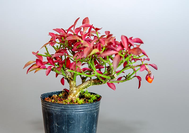 コマユミ-T3（こまゆみ・小真弓）実もの盆栽の販売と育て方・作り方・Euonymus alatus bonsai