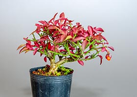 コマユミ-T3（小真弓盆栽）Euonymus alatus bonsaiの販売・通販店｜Bonsai trees Shop