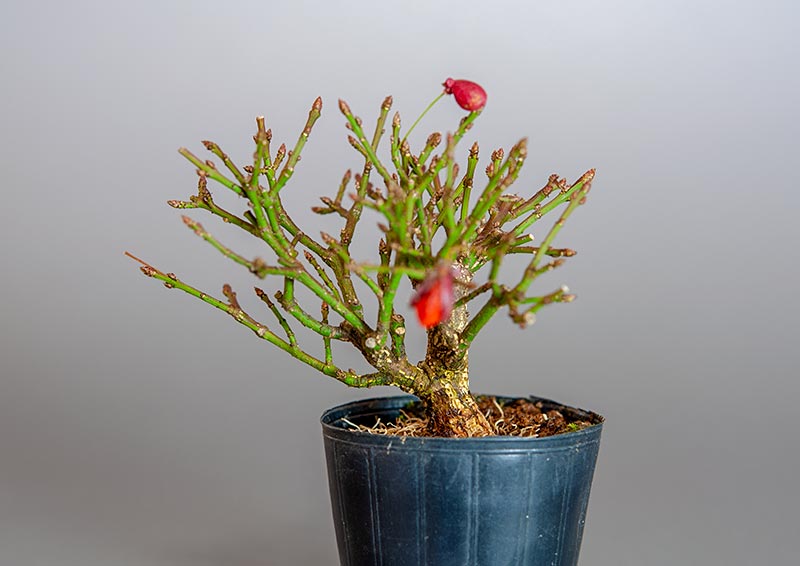 ニ盆栽・コマユミ-U3（こまゆみ・小真弓）実もの盆栽の販売と育て方・作り方・Euonymus alatus bonsai