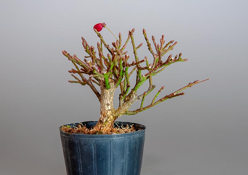ミニ盆栽・コマユミ-U3（こまゆみ・小真弓）実もの盆栽を裏側から見た景色・Euonymus alatus bonsai