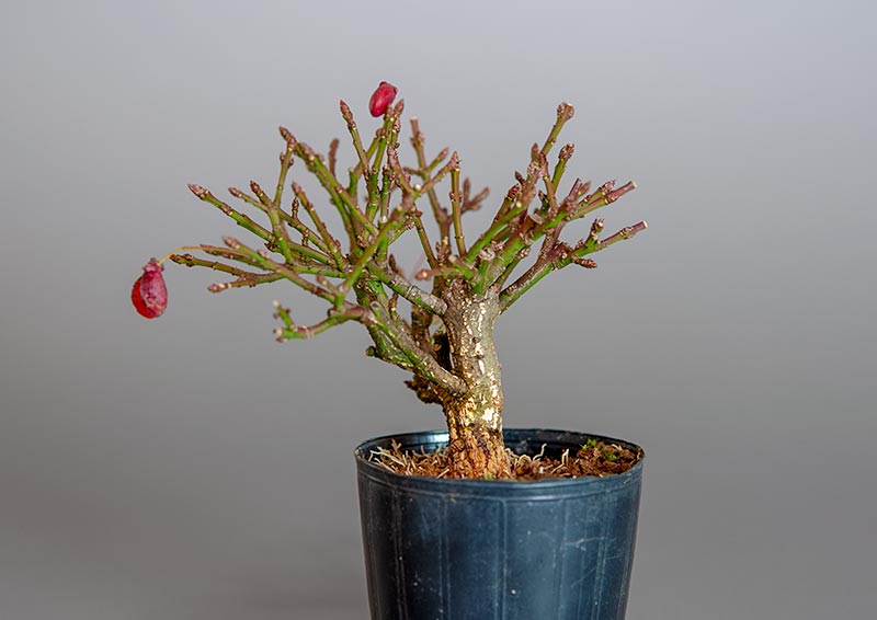 ミニ盆栽・コマユミ-U3（こまゆみ・小真弓）実もの盆栽を右側から見た景色・Euonymus alatus bonsai
