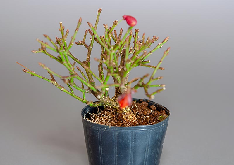 ミニ盆栽・コマユミ-U3（こまゆみ・小真弓）実もの盆栽を別側から見た景色・Euonymus alatus bonsai
