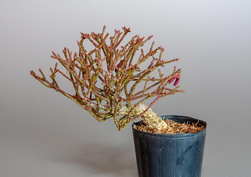 ニ盆栽・コマユミ-V3（こまゆみ・小真弓）実もの盆栽の販売と育て方・作り方・Euonymus alatus bonsai