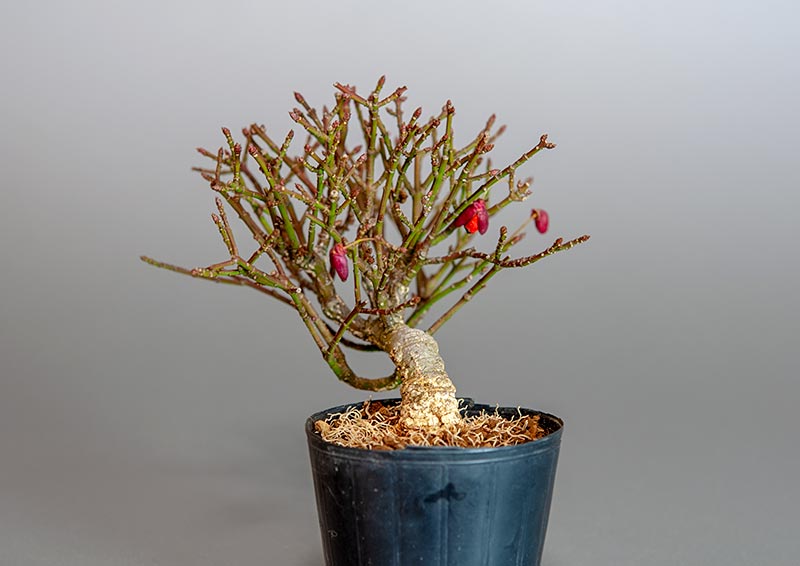 ミニ盆栽・コマユミ-V3（こまゆみ・小真弓）実もの盆栽を右側から見た景色・Euonymus alatus bonsai