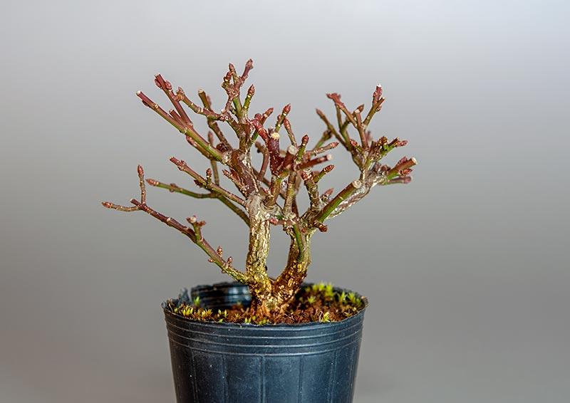 ニ盆栽・コマユミ-W3（こまゆみ・小真弓）実もの盆栽の販売と育て方・作り方・Euonymus alatus bonsai