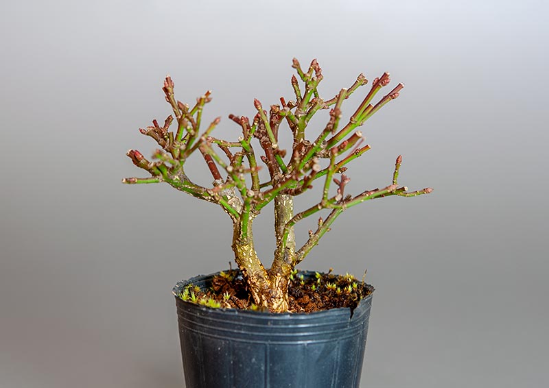 ミニ盆栽・コマユミ-W3（こまゆみ・小真弓）実もの盆栽を裏側から見た景色・Euonymus alatus bonsai