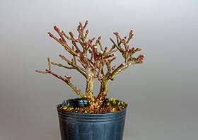 コマユミ-W3（小真弓盆栽）Euonymus alatus bonsaiの販売・通販店｜Bonsai trees Shop