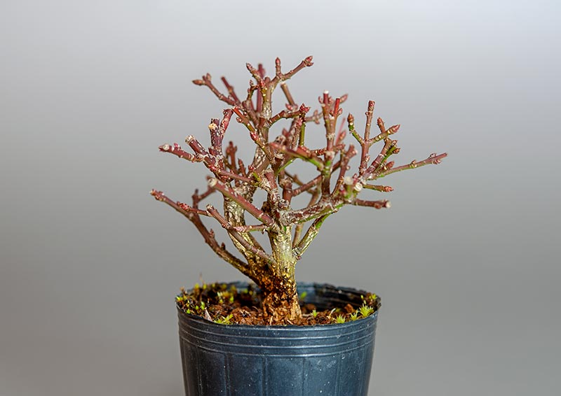 ミニ盆栽・コマユミ-W3（こまゆみ・小真弓）実もの盆栽を右側から見た景色・Euonymus alatus bonsai