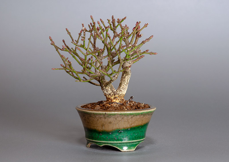 ミニ盆栽・コマユミ-X3（こまゆみ・小真弓）実もの盆栽を右側から見た景色・Euonymus alatus bonsai