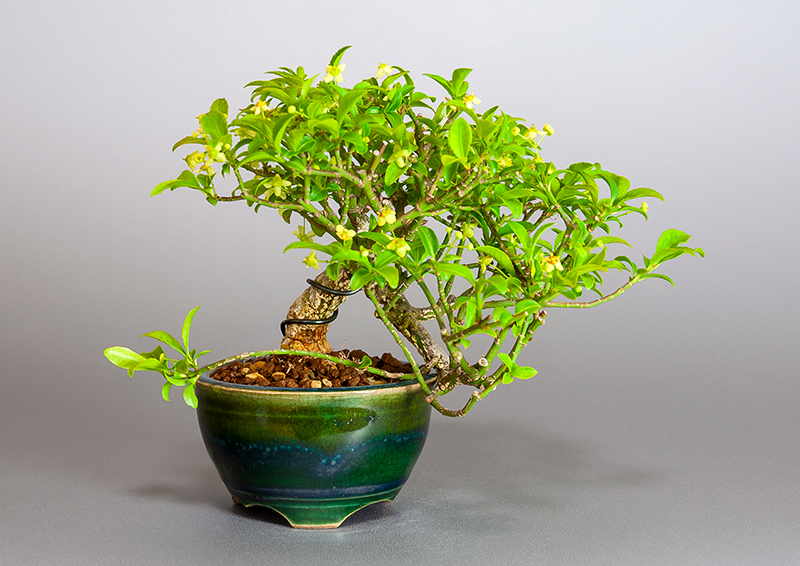 コマユミ-Y3（こまゆみ・小真弓）実もの盆栽の販売と育て方・作り方・ Euonymus alatus bonsai