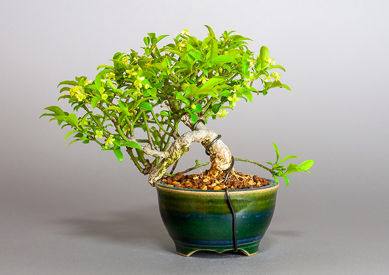 コマユミ-Y3（こまゆみ・小真弓）実もの盆栽を裏側から見た景色・Euonymus alatus bonsai