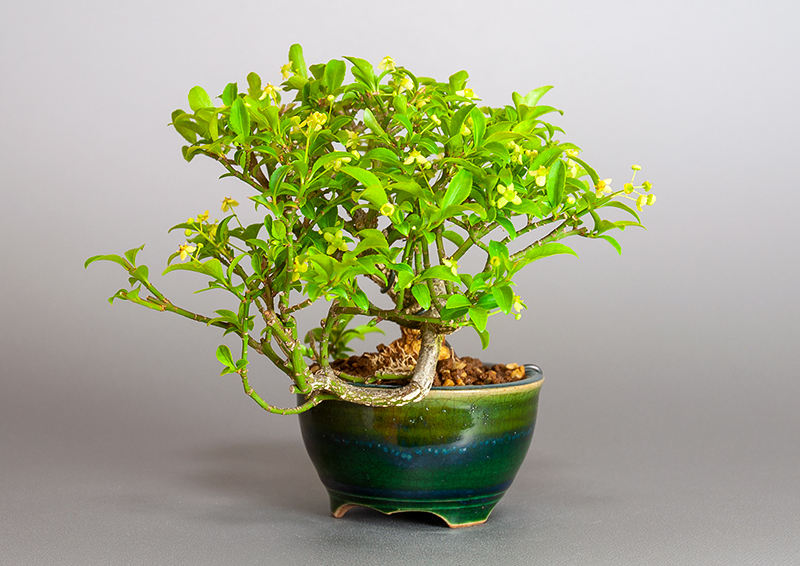 コマユミ-Y3（こまゆみ・小真弓）実もの盆栽を右側から見た景色・Euonymus alatus bonsai