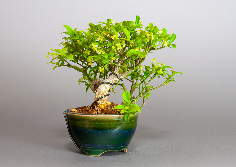 コマユミ-Y3（こまゆみ・小真弓）実もの盆栽を左側から見た景色・Euonymus alatus bonsai