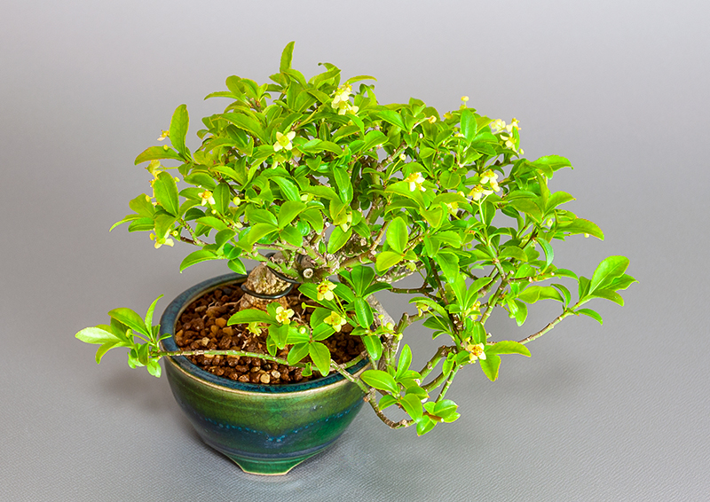 コマユミ-Y3（こまゆみ・小真弓）実もの盆栽の上側から見た景色・Euonymus alatus bonsai