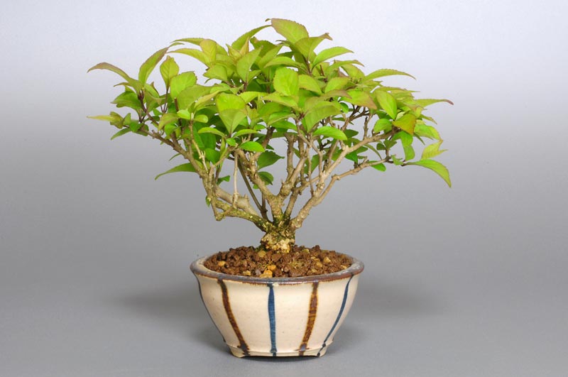 盆栽・コムラサキシキブ-E1（こむらさきしきぶ・小紫式部）実もの盆栽を裏側から見た景色・Callicarpa dichotoma bonsai
