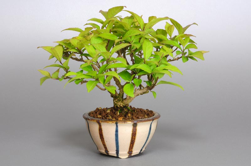 盆栽・コムラサキシキブ-E1（こむらさきしきぶ・小紫式部）実もの盆栽を右側から見た景色・Callicarpa dichotoma bonsai
