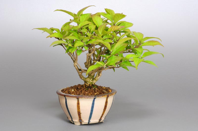 盆栽・コムラサキシキブ-E1（こむらさきしきぶ・小紫式部）実もの盆栽を左側から見た景色・Callicarpa dichotoma bonsai