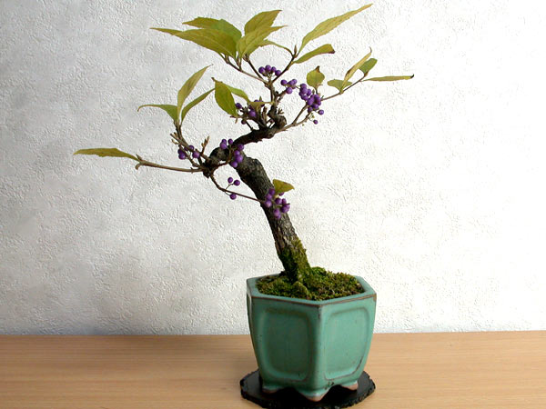 コムラサキシキブF-1（こむらさきしきぶ・小紫式部）実もの盆栽の販売と育て方・作り方・Callicarpa dichotoma bonsai