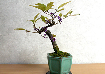 コムラサキシキブF（こむらさきしきぶ・小紫式部）実もの盆栽の成長記録-1・Callicarpa dichotoma bonsai