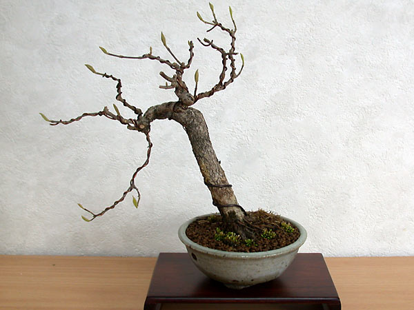 コムラサキシキブF-2（こむらさきしきぶ・小紫式部）実もの盆栽の販売と育て方・作り方・Callicarpa dichotoma bonsai