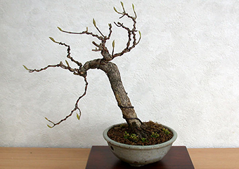 コムラサキシキブF（こむらさきしきぶ・小紫式部）実もの盆栽の成長記録-2・Callicarpa dichotoma bonsai