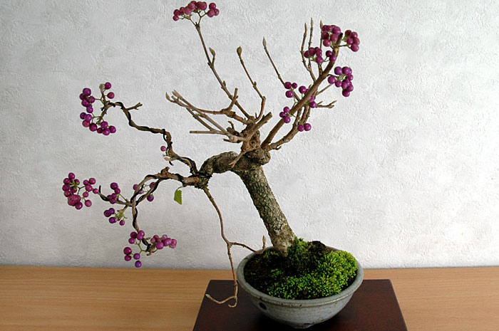 コムラサキシキブF-3（こむらさきしきぶ・小紫式部）実もの盆栽の販売と育て方・作り方・Callicarpa dichotoma bonsai