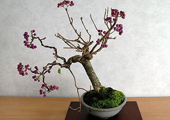 コムラサキシキブF（こむらさきしきぶ・小紫式部）実もの盆栽の成長記録-3・Callicarpa dichotoma bonsai