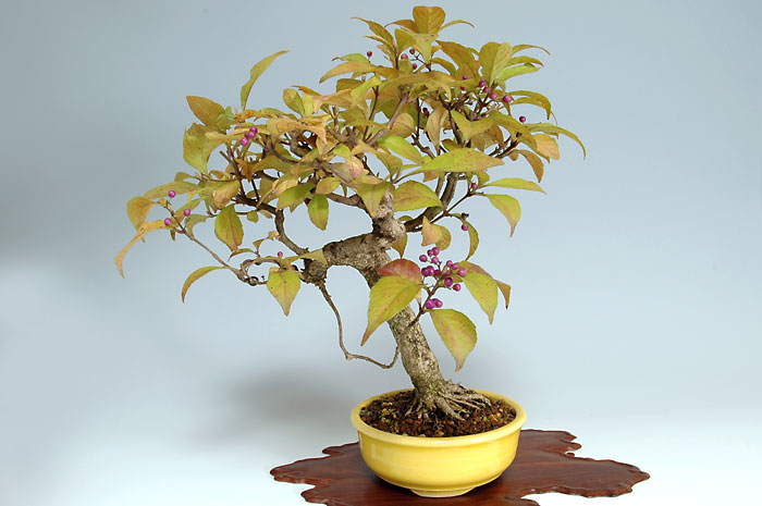 コムラサキシキブF-4（こむらさきしきぶ・小紫式部）実もの盆栽の販売と育て方・作り方・Callicarpa dichotoma bonsai