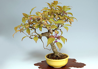 コムラサキシキブF（こむらさきしきぶ・小紫式部）実もの盆栽の成長記録-4・Callicarpa dichotoma bonsai