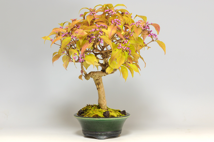 コムラサキシキブF（こむらさきしきぶ・小紫式部）実もの盆栽の販売と育て方・作り方・Callicarpa dichotoma bonsai