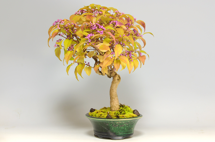 コムラサキシキブF（こむらさきしきぶ・小紫式部）実もの盆栽を右側から見た景色・Callicarpa dichotoma bonsai
