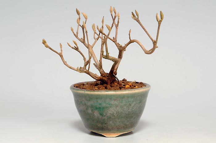 コムラサキシキブ-G（こむらさきしきぶ・小紫式部）小紫式部の販売と育て方・作り方・Callicarpa dichotoma bonsai
