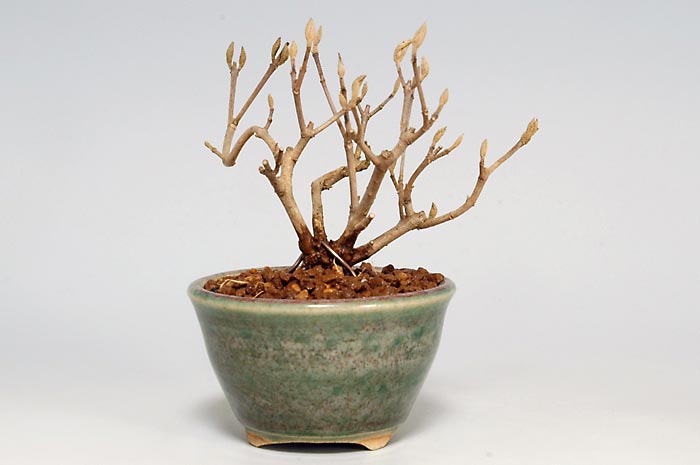 コムラサキシキブ-G（こむらさきしきぶ・小紫式部）実ものを裏側から見た景色・Callicarpa dichotoma bonsai