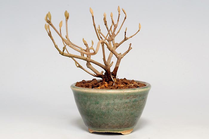 コムラサキシキブ-G（こむらさきしきぶ・小紫式部）実ものを右側から見た景色・Callicarpa dichotoma bonsai