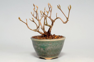 コムラサキシキブ-G（こむらさきしきぶ・小紫式部）盆栽の樹作りの参考樹形・Callicarpa dichotoma Best bonsai